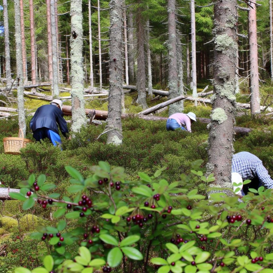 Bärplockning i skogarna